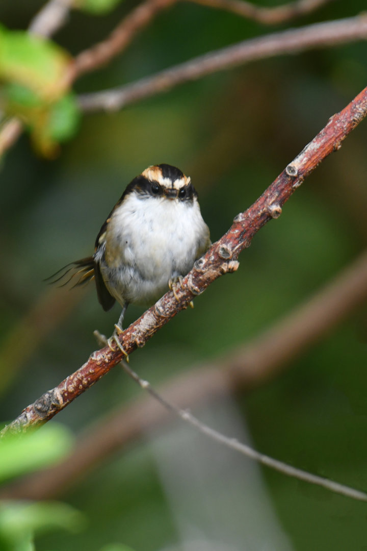 Thorn-tailed rayadito (Aphrastura spinicauda)
