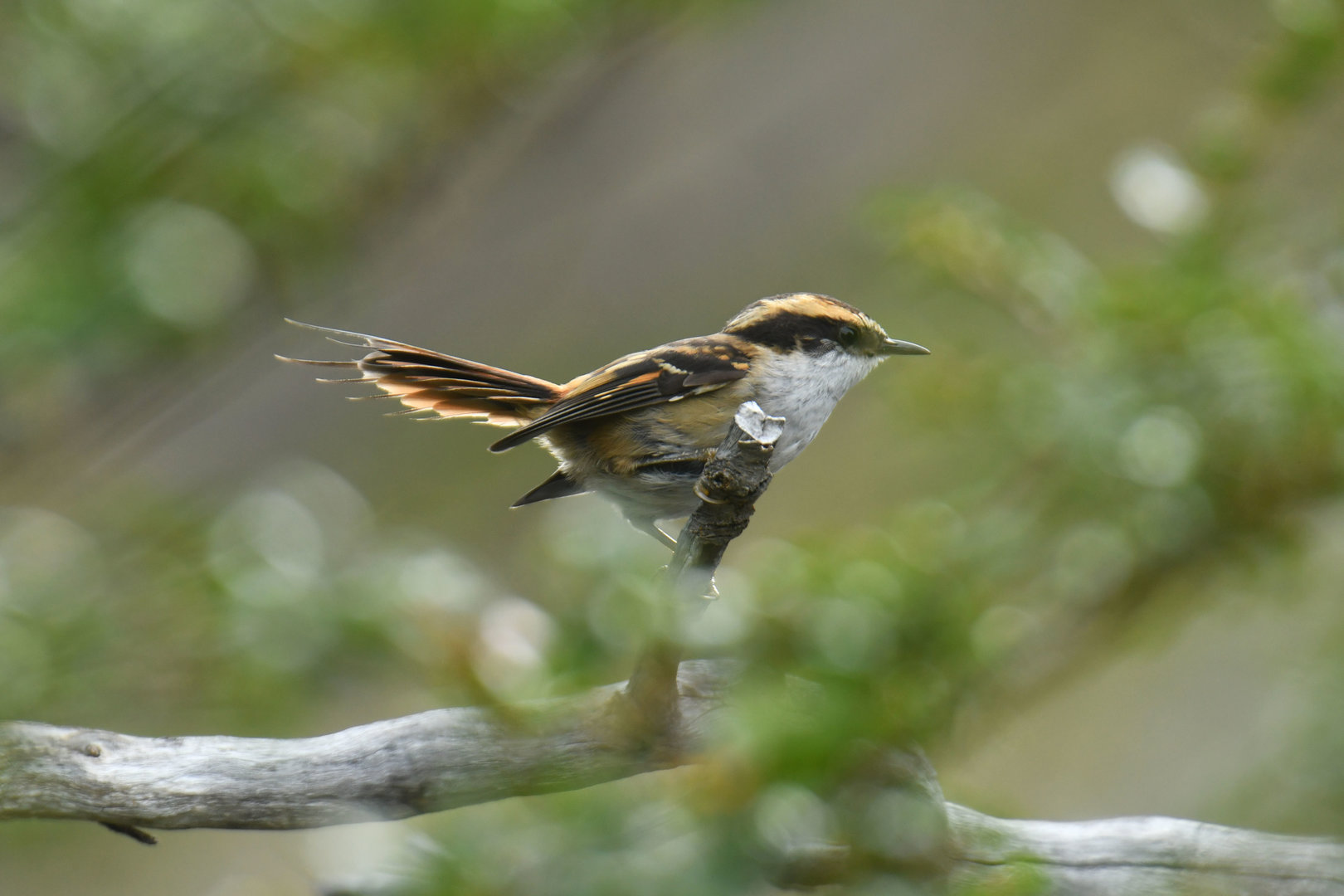 Thorn-tailed rayadito (Aphrastura spinicauda)