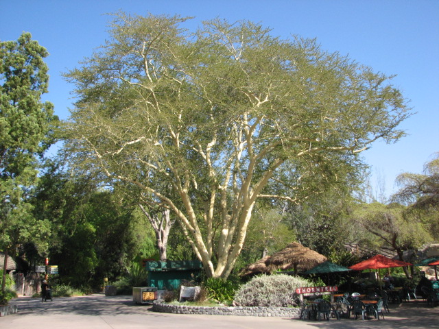 Thorn Tree Terrace - African Fever Tree