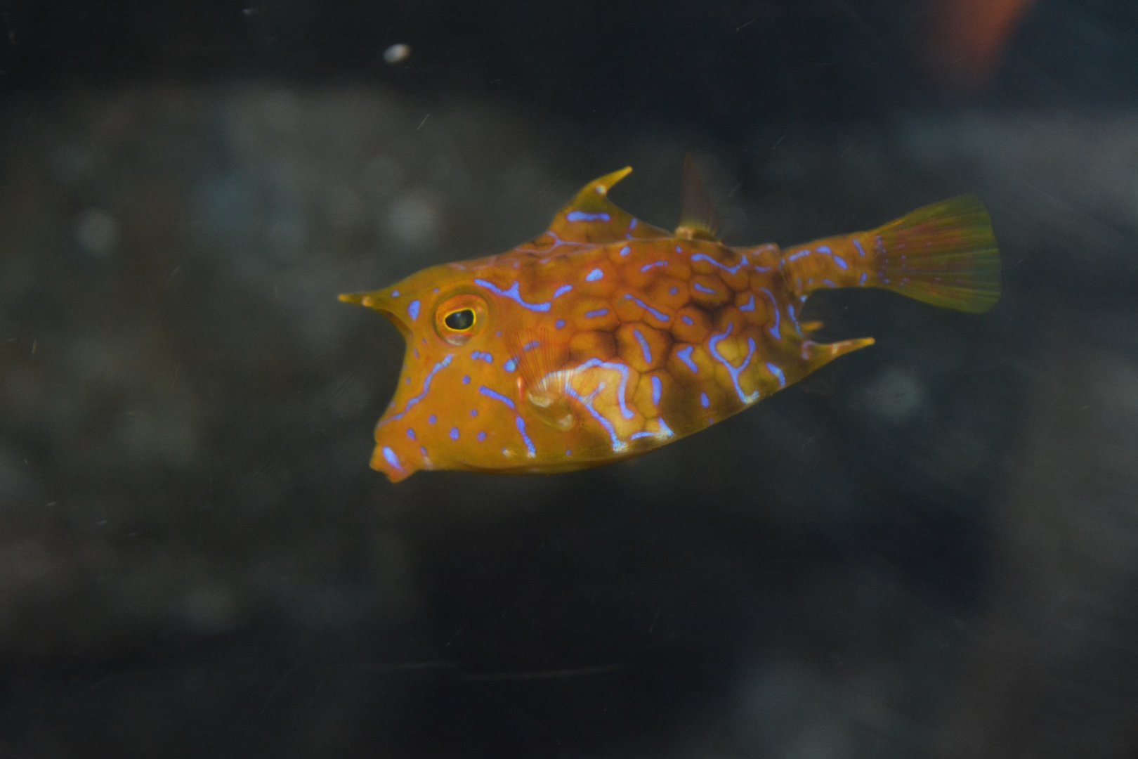 Thornback cowfish (Lactoria fornasini)
