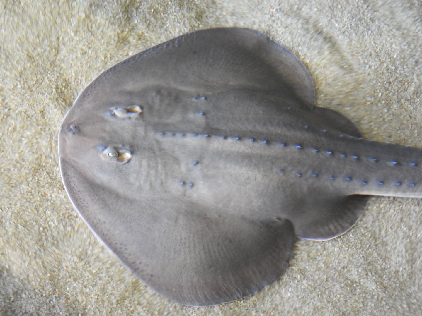 Thornback Guitarfish