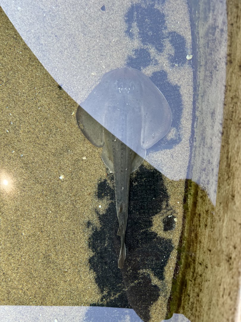 Thornback Guitarfish