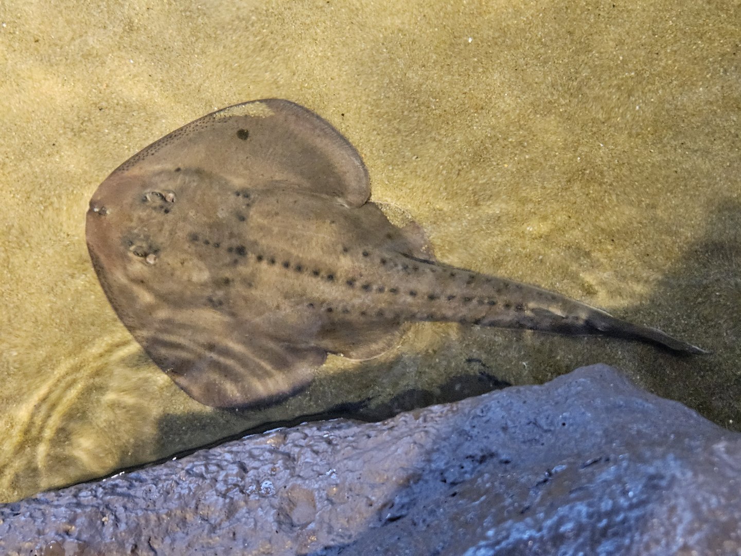 Thornback Guitarfish