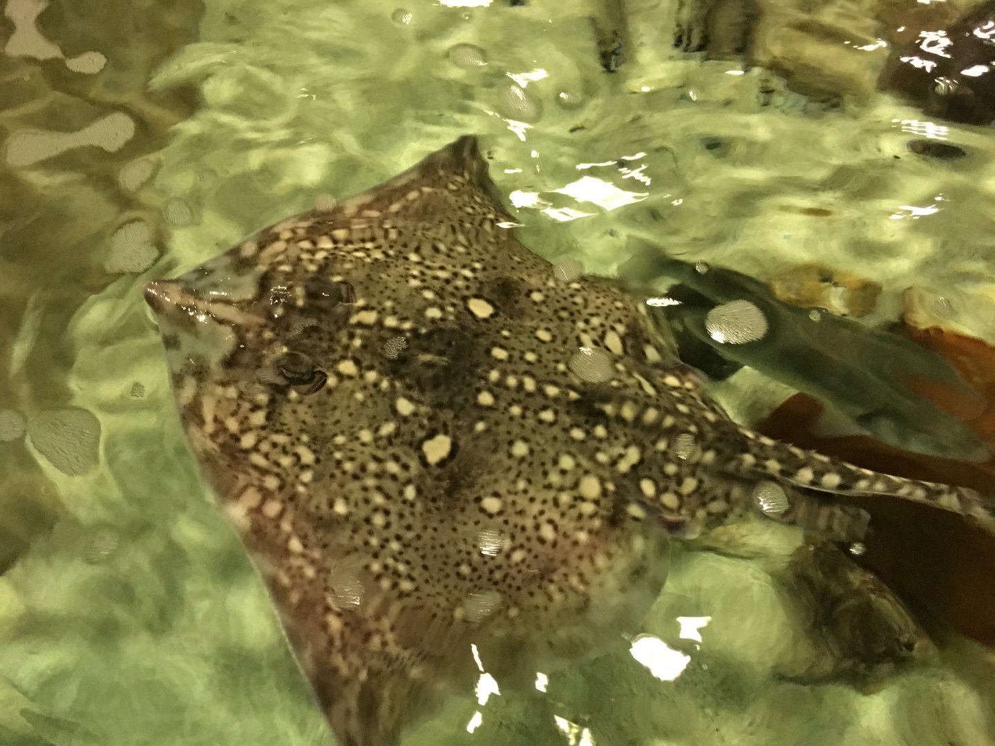 Thornback ray 030817