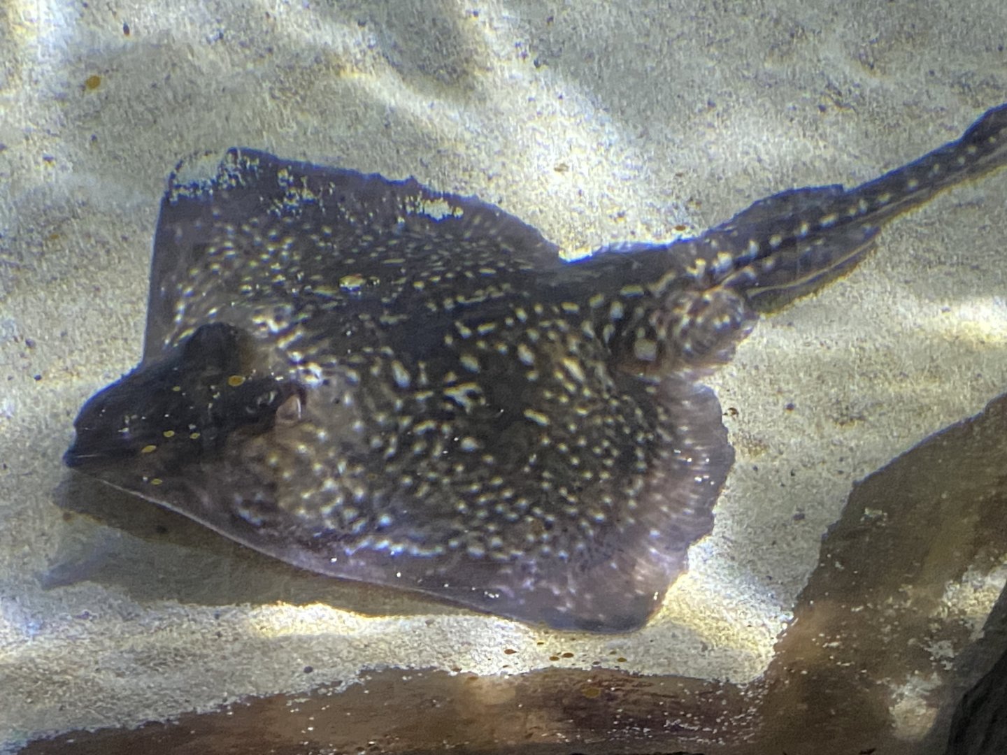 Thornback ray 060125