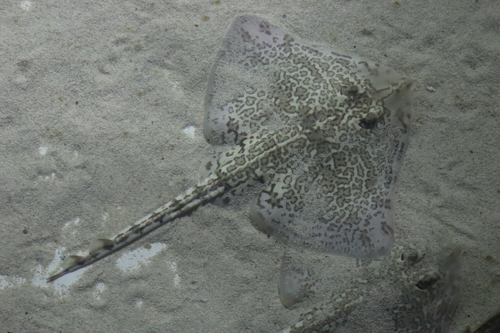 Thornback Ray - 24 June 2024