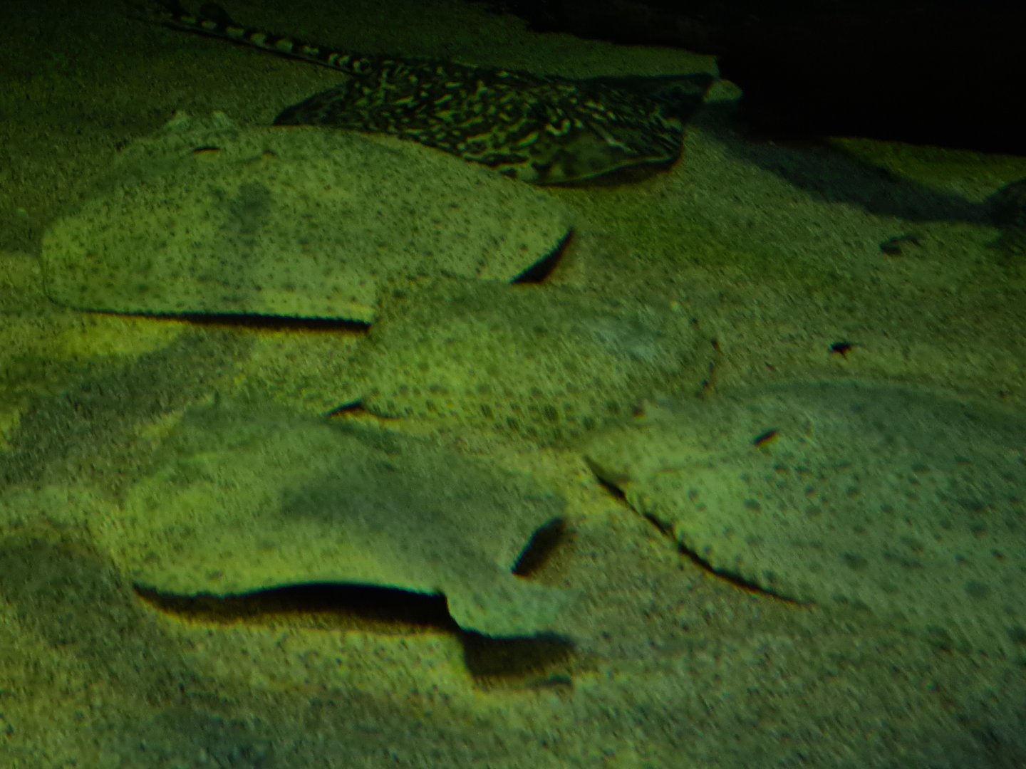 Thornback ray and Turbot in North Sea tank