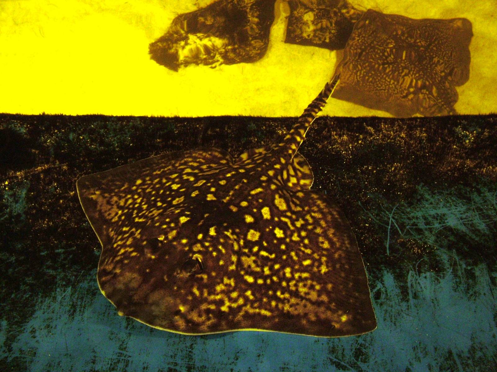 Thornback Ray at Dierenrijk, 31/05/12