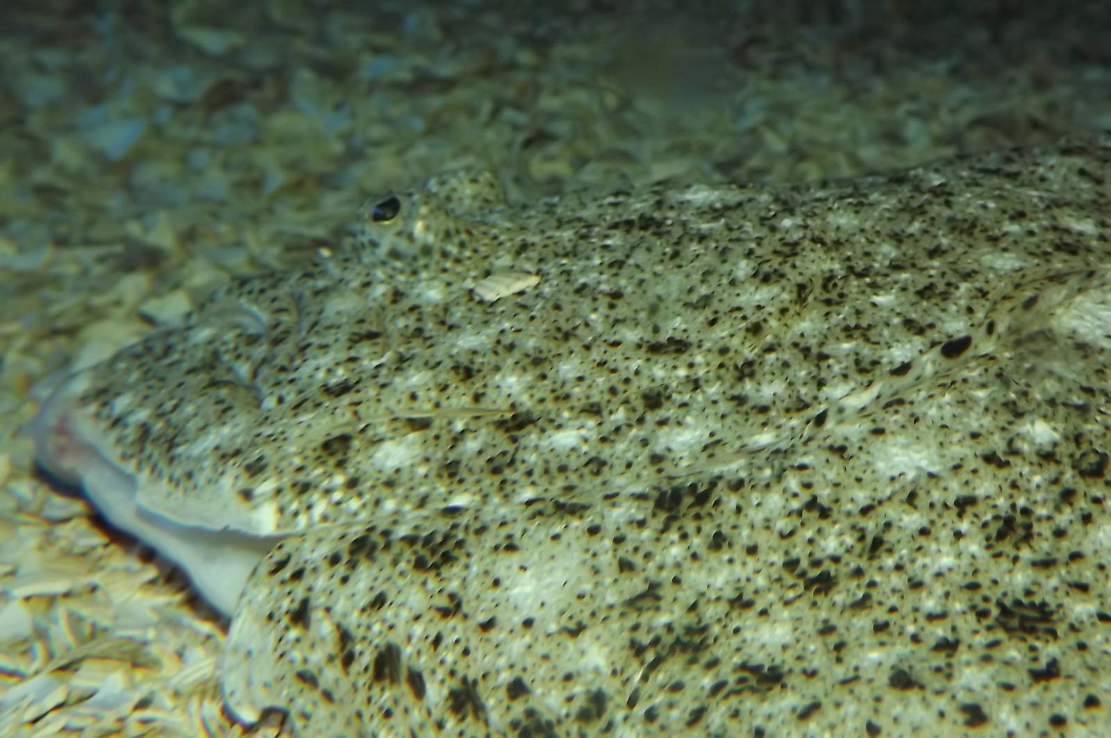 Thornback Ray at SEA LIFE Blackpool 30/06/12
