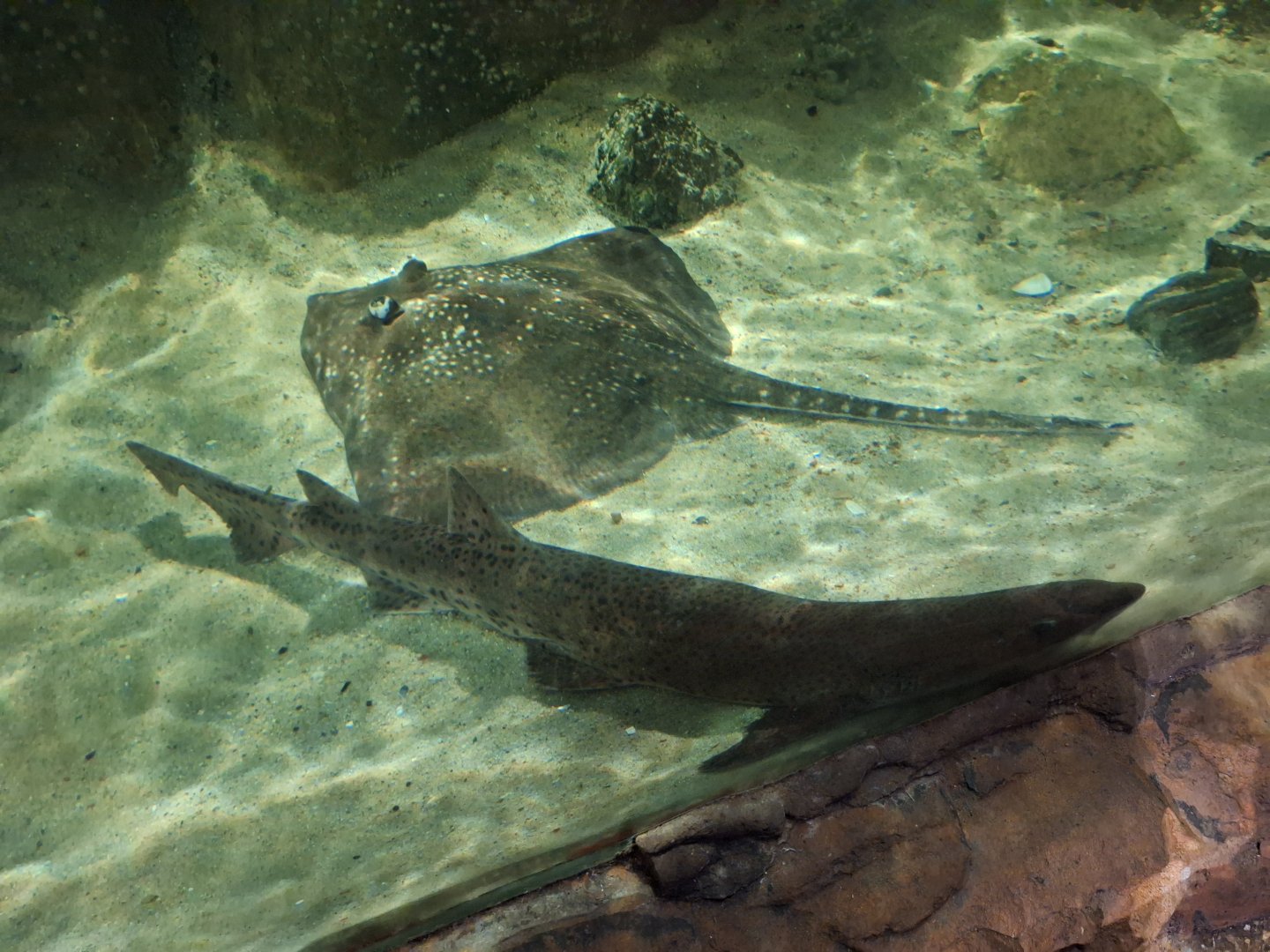 Thornback Ray (I think) and Greater Spotted Dogfish