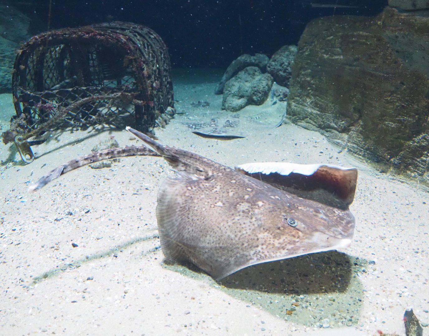 Thornback ray (Raja clavata), 2022-05-26