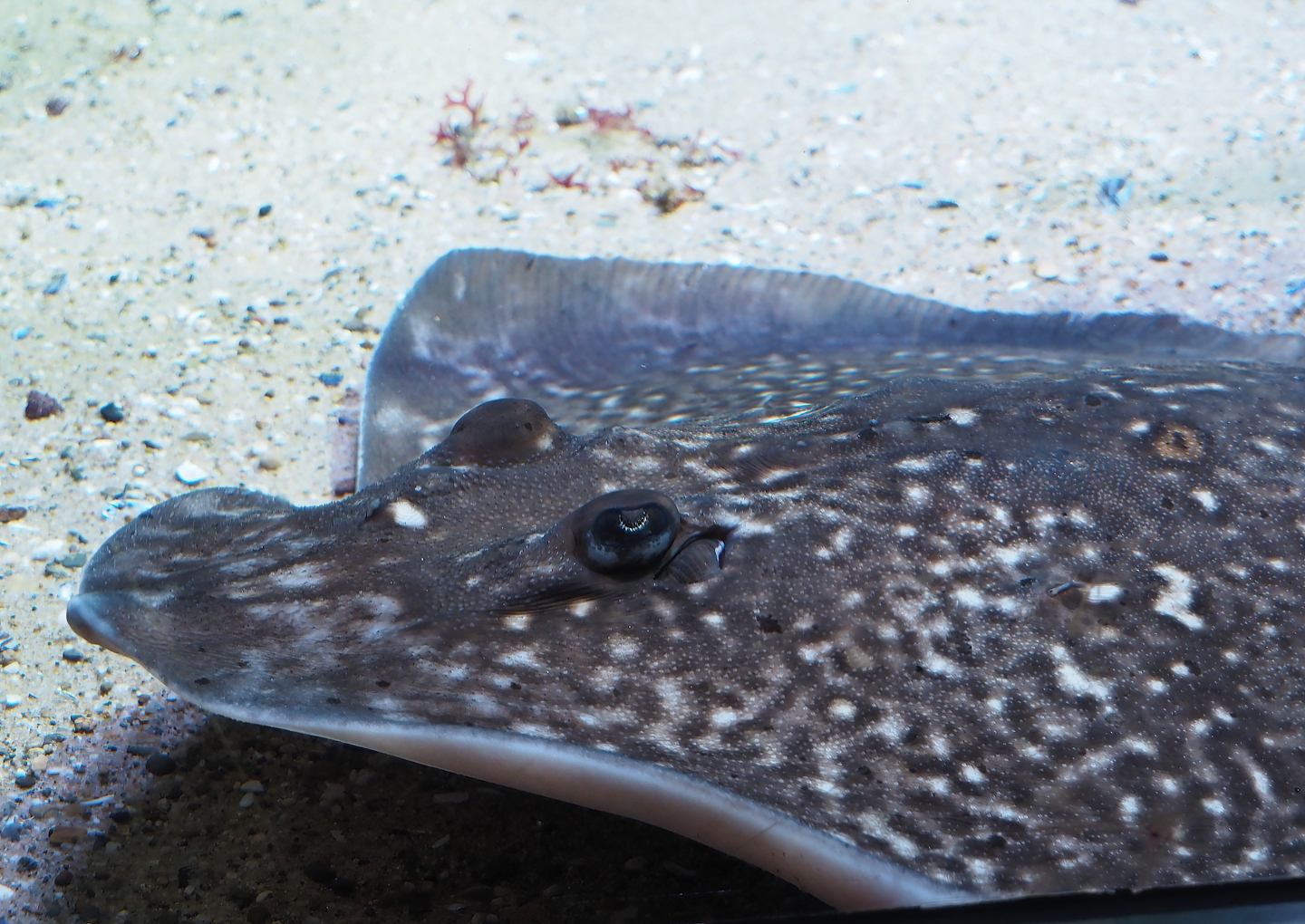 Thornback ray (Raja clavata), 2024-03-09