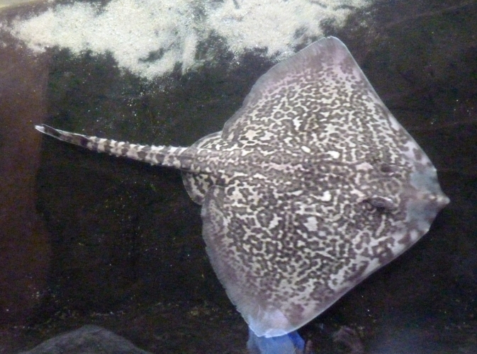 Thornback ray (Raja clavata)