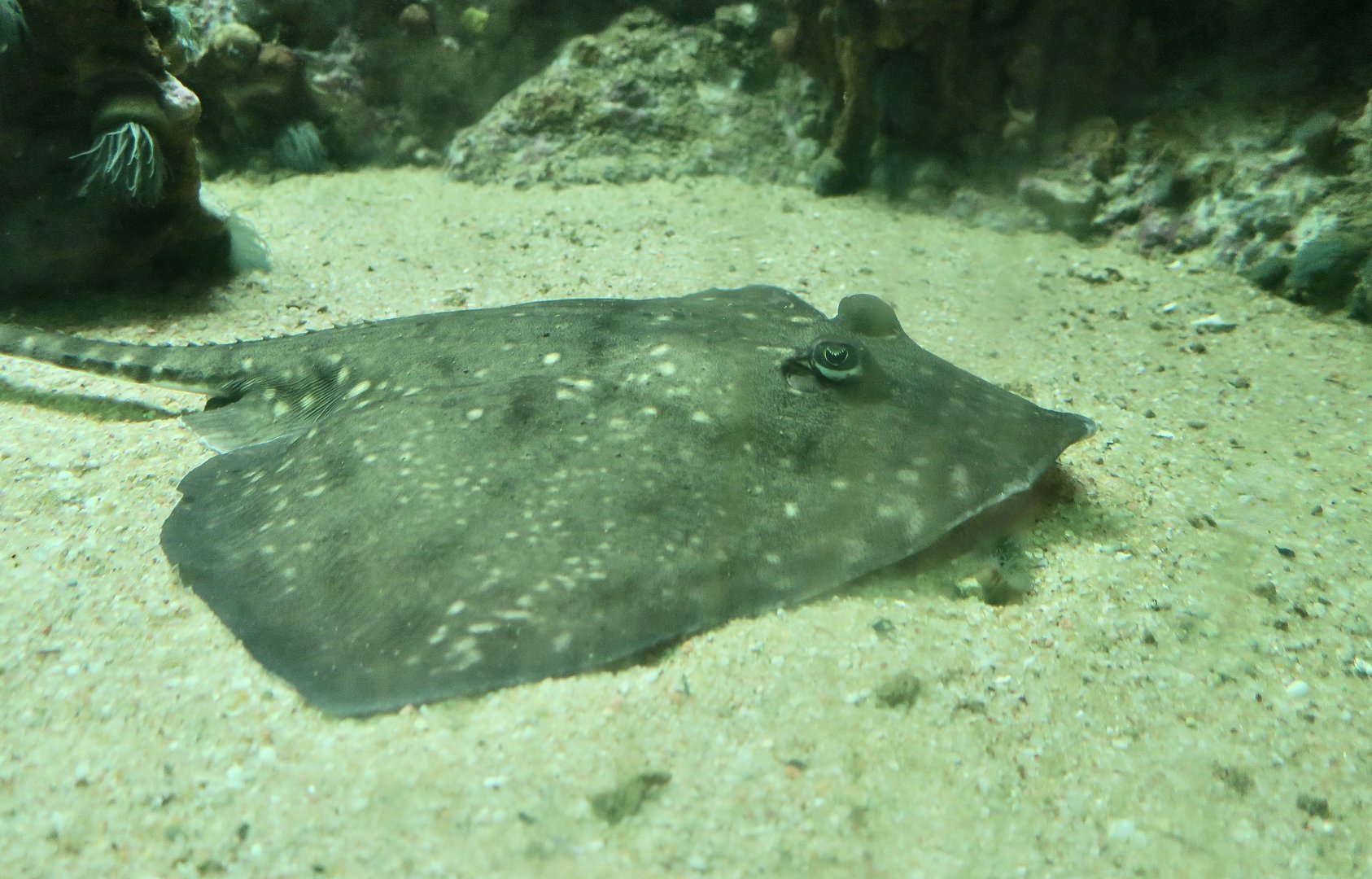 Thornback Ray (Raja clavata)