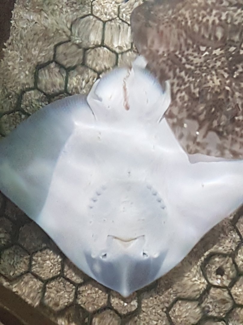 Thornback ray - underside