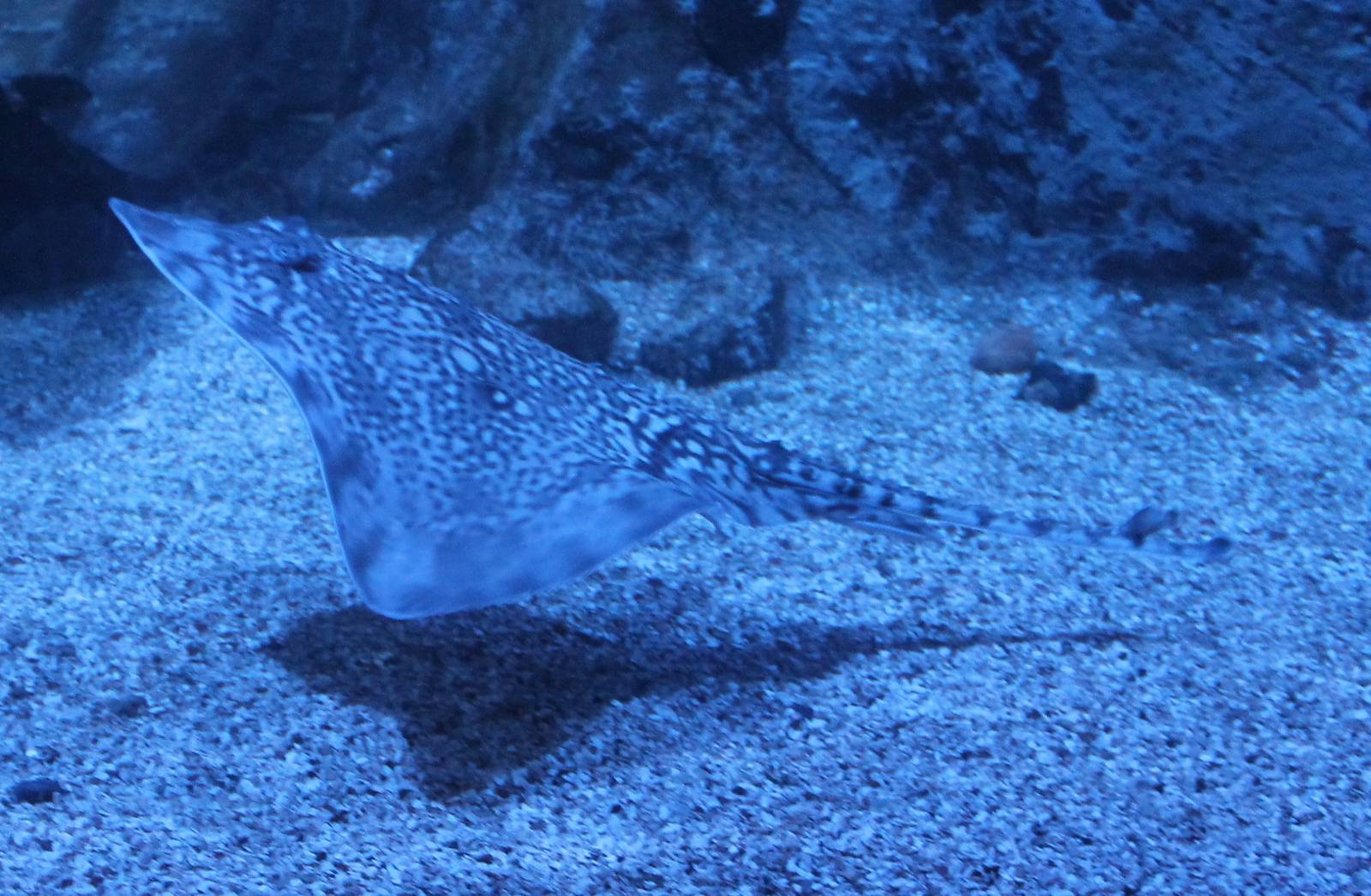 Thornback ray