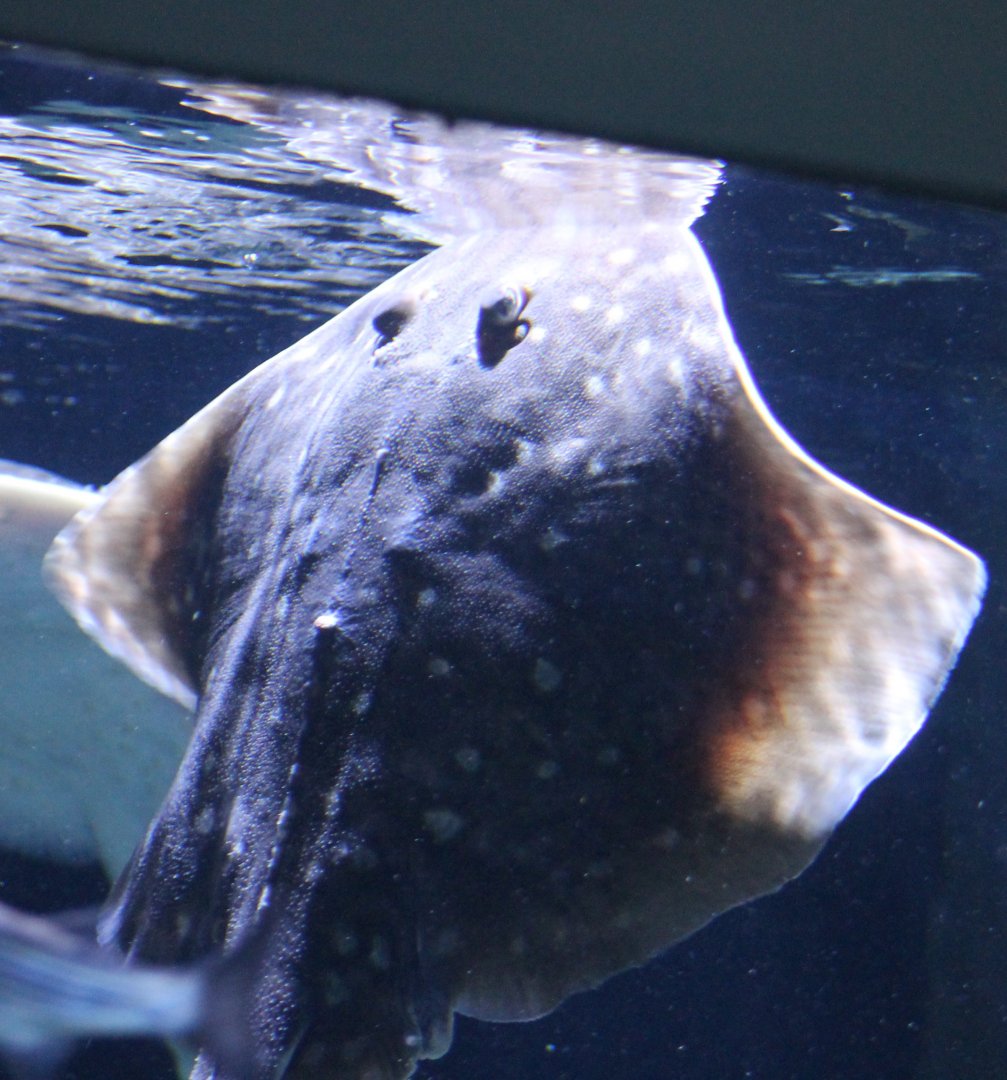 Thornback ray