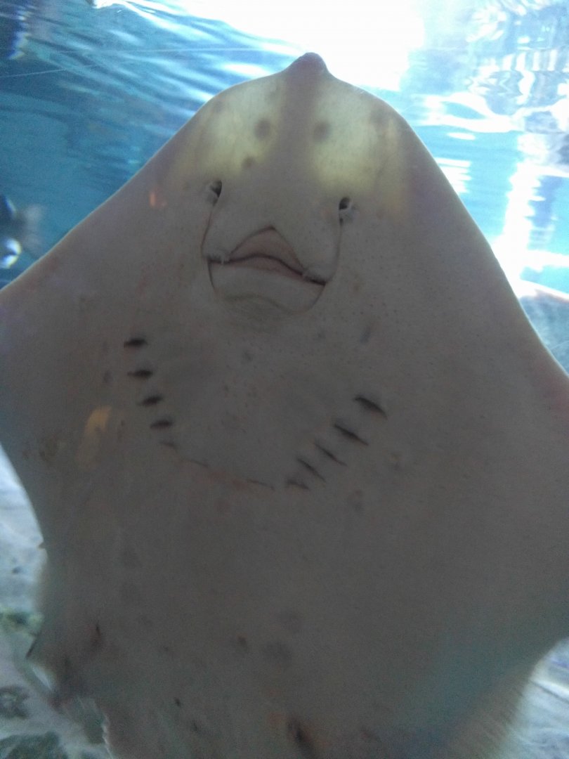 Thornback ray