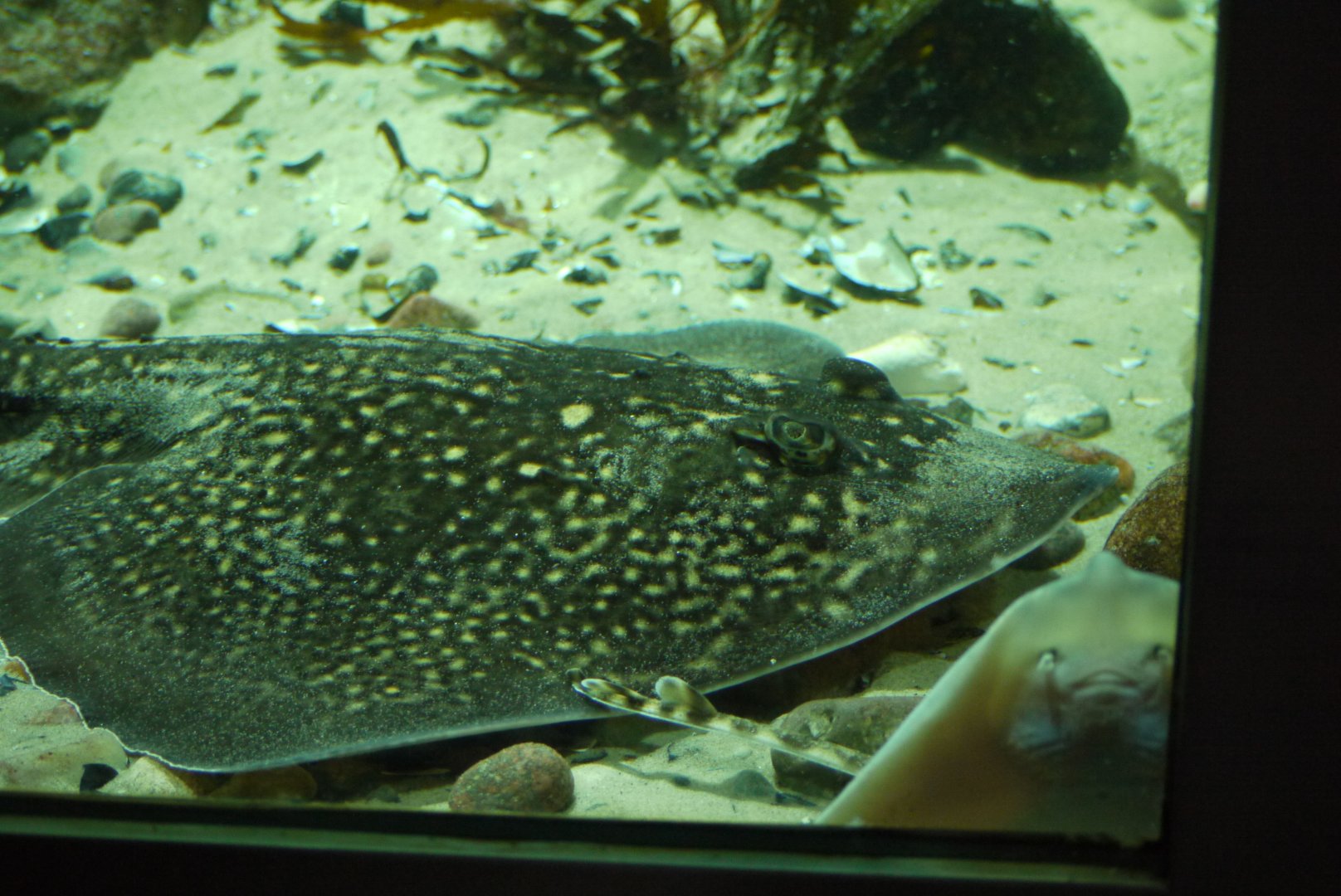 Thornback Ray