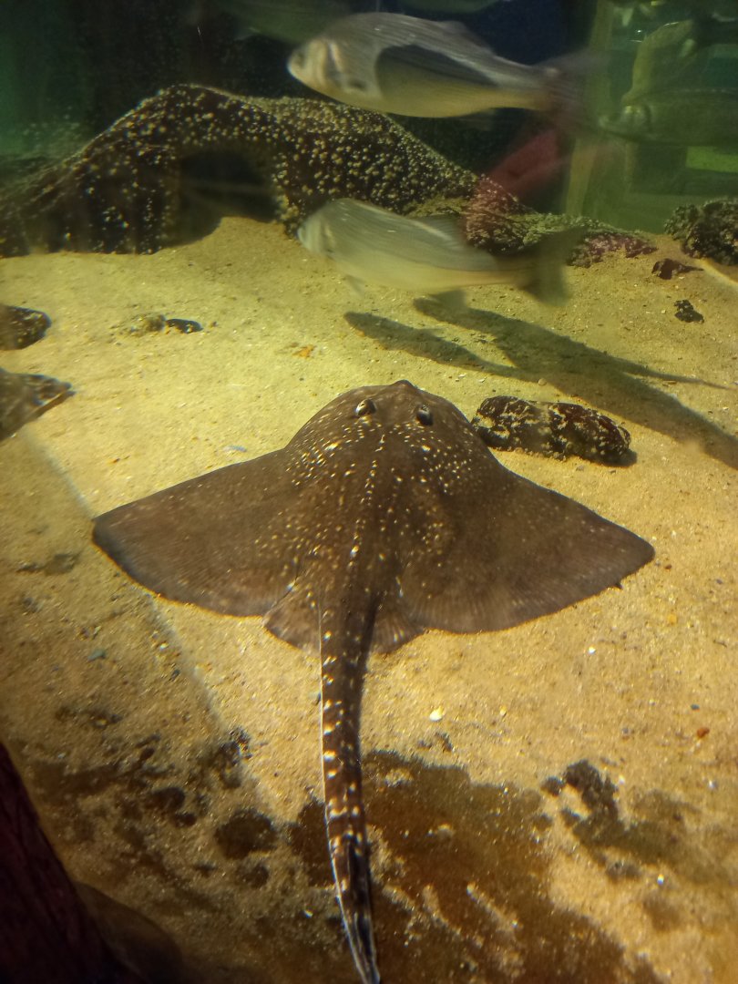 Thornback Ray