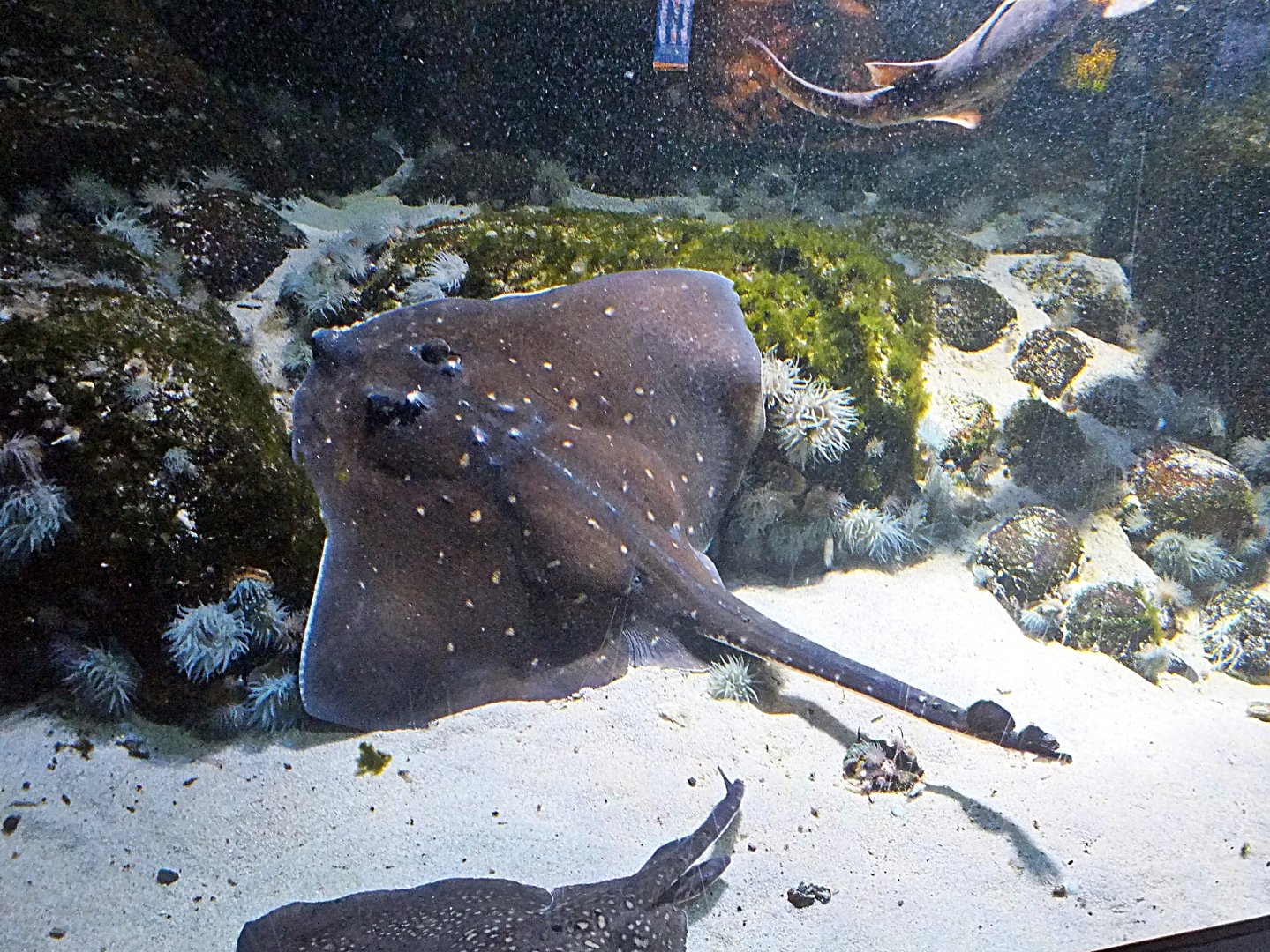 Thornback ray