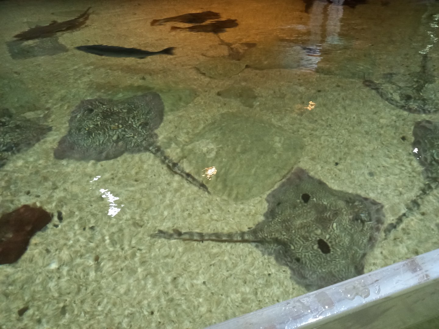 Thornback Rays and Turbot