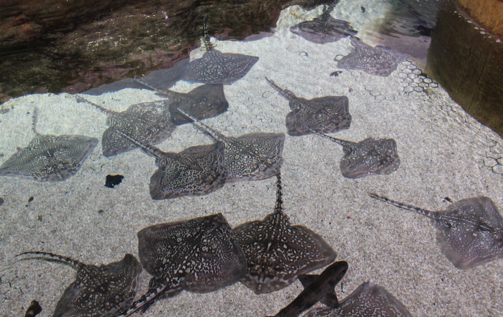 Thornback rays