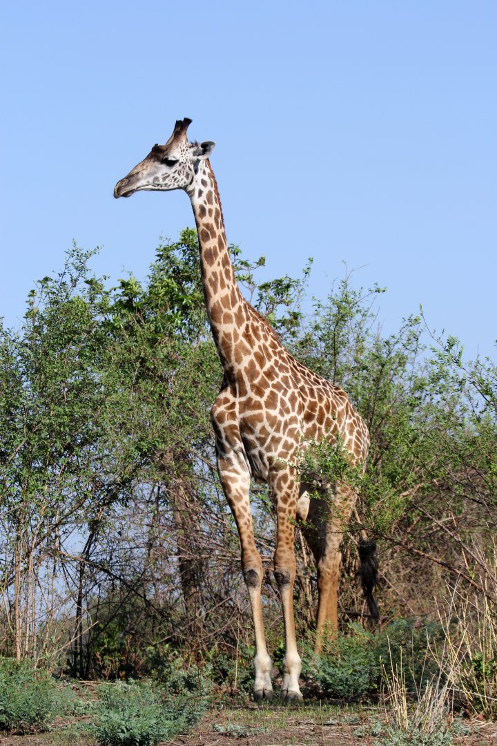 Thornicroft's giraffe (Giraffa camelopardalis thornicrofti)