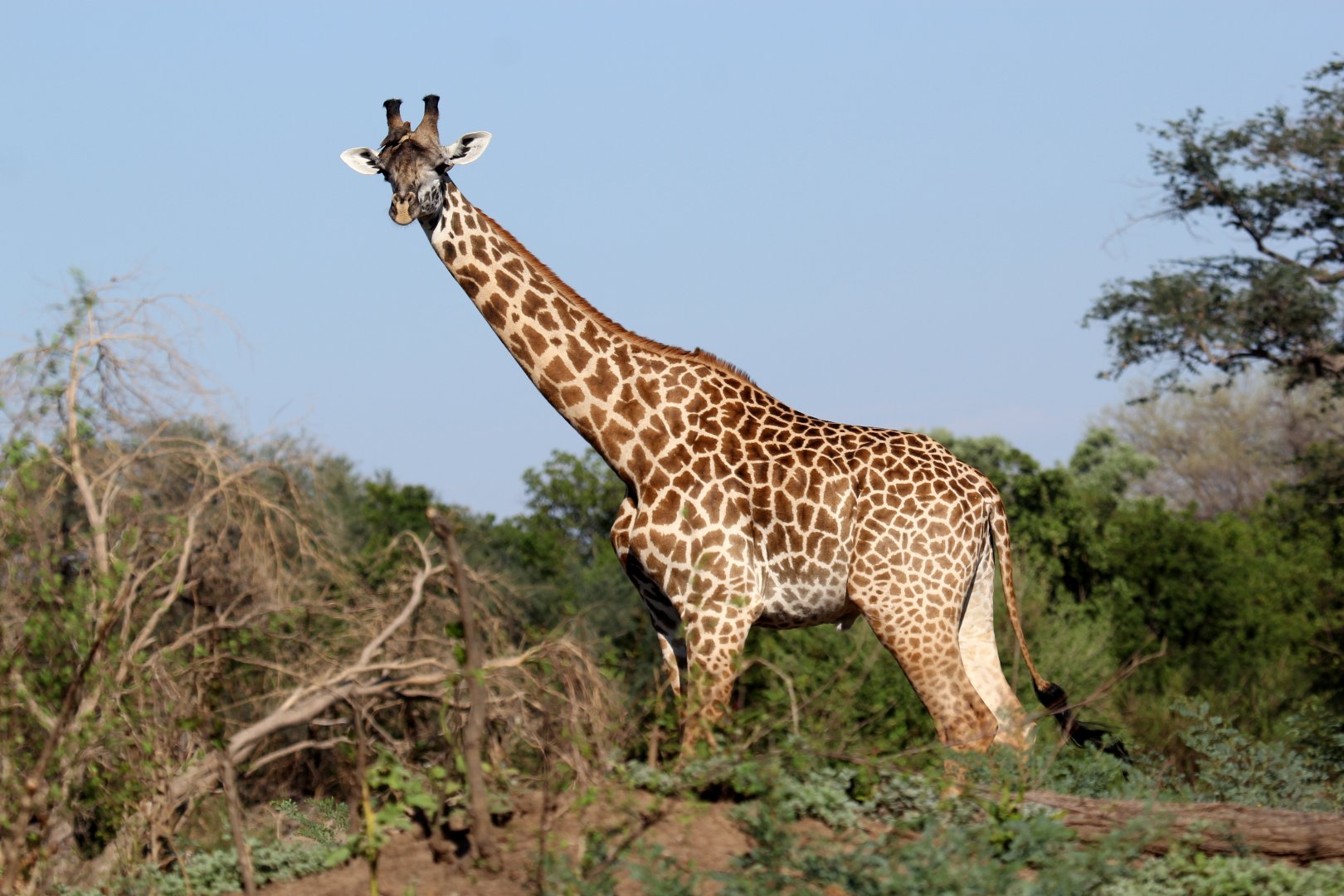 Thornicroft's giraffe (Giraffa camelopardalis thornicrofti)
