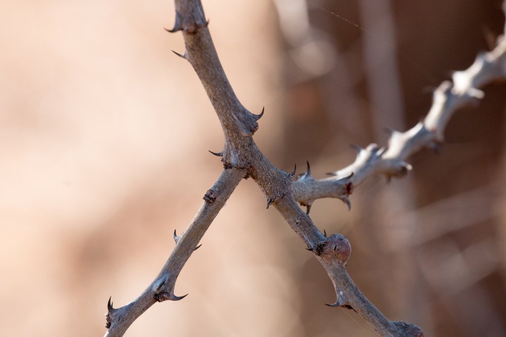 Thorns of the Wait-a-Bit