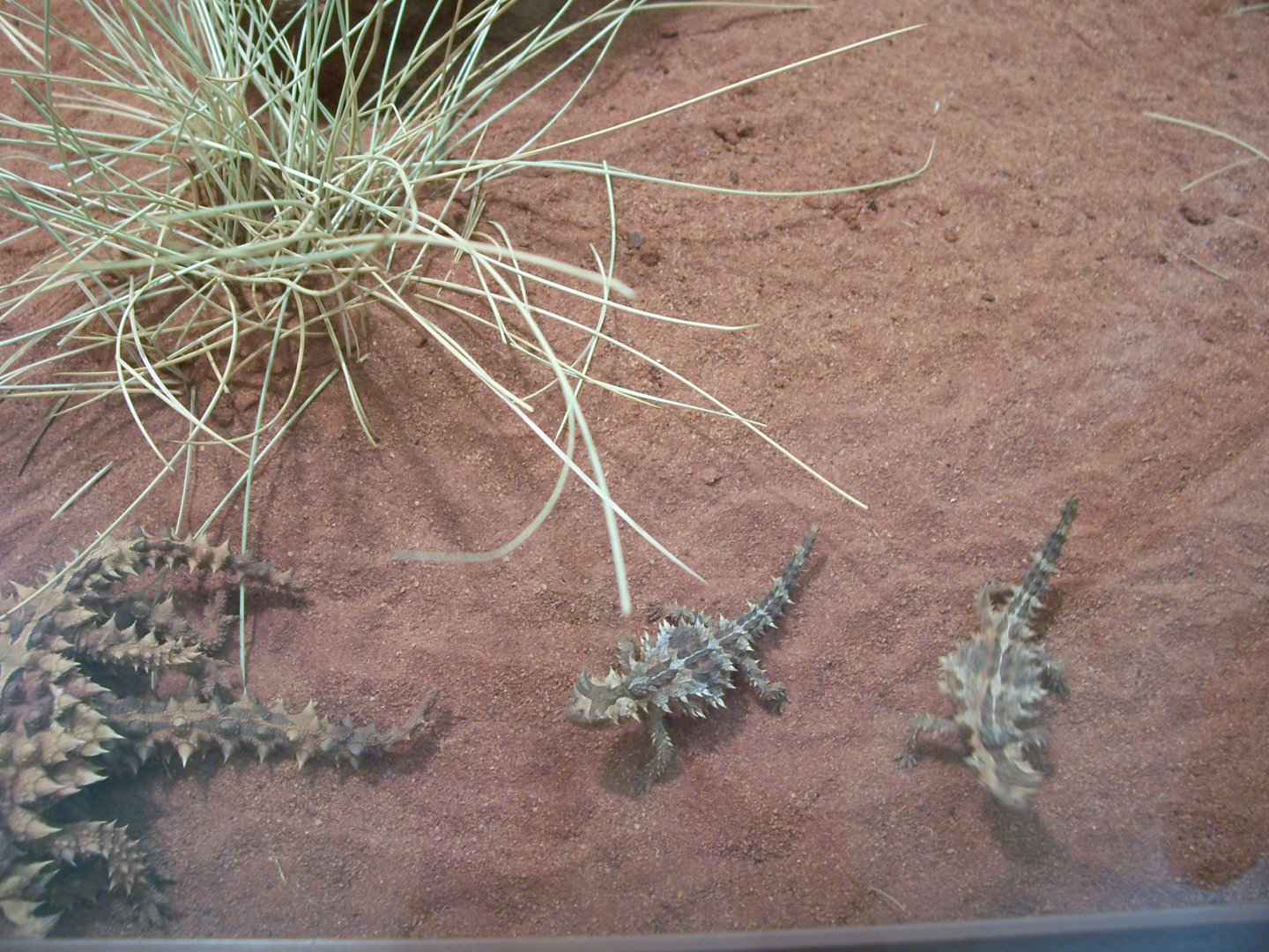 Thorny Devil (2006)