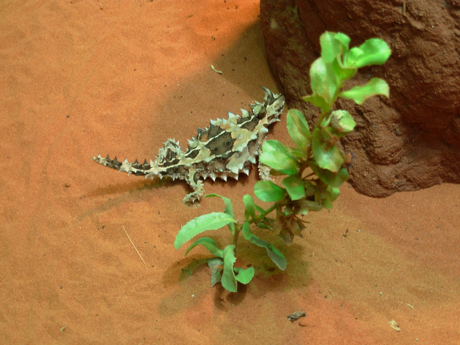Thorny Devil - Alice Springs Desert Park
