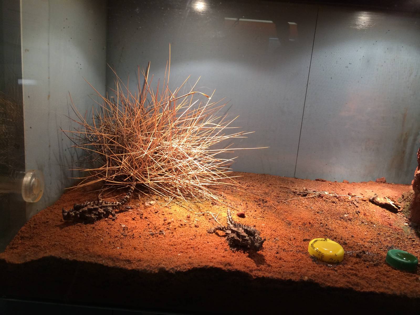 Thorny Devil Exhibit