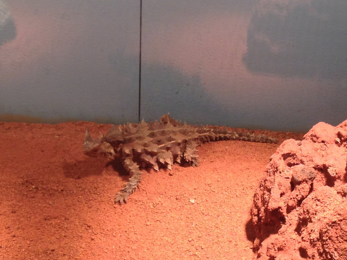 Thorny Devil (Moloch horridus)