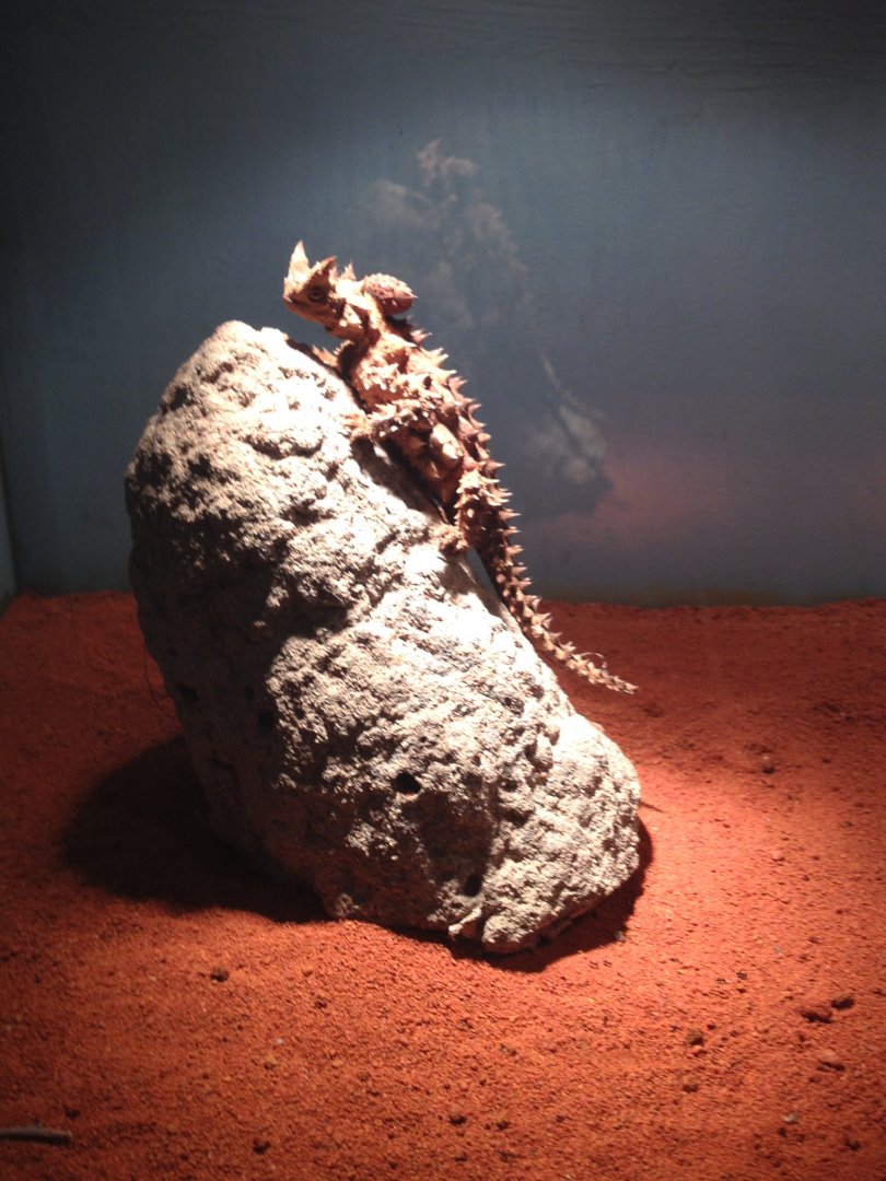 Thorny Devil (Moloch horridus)