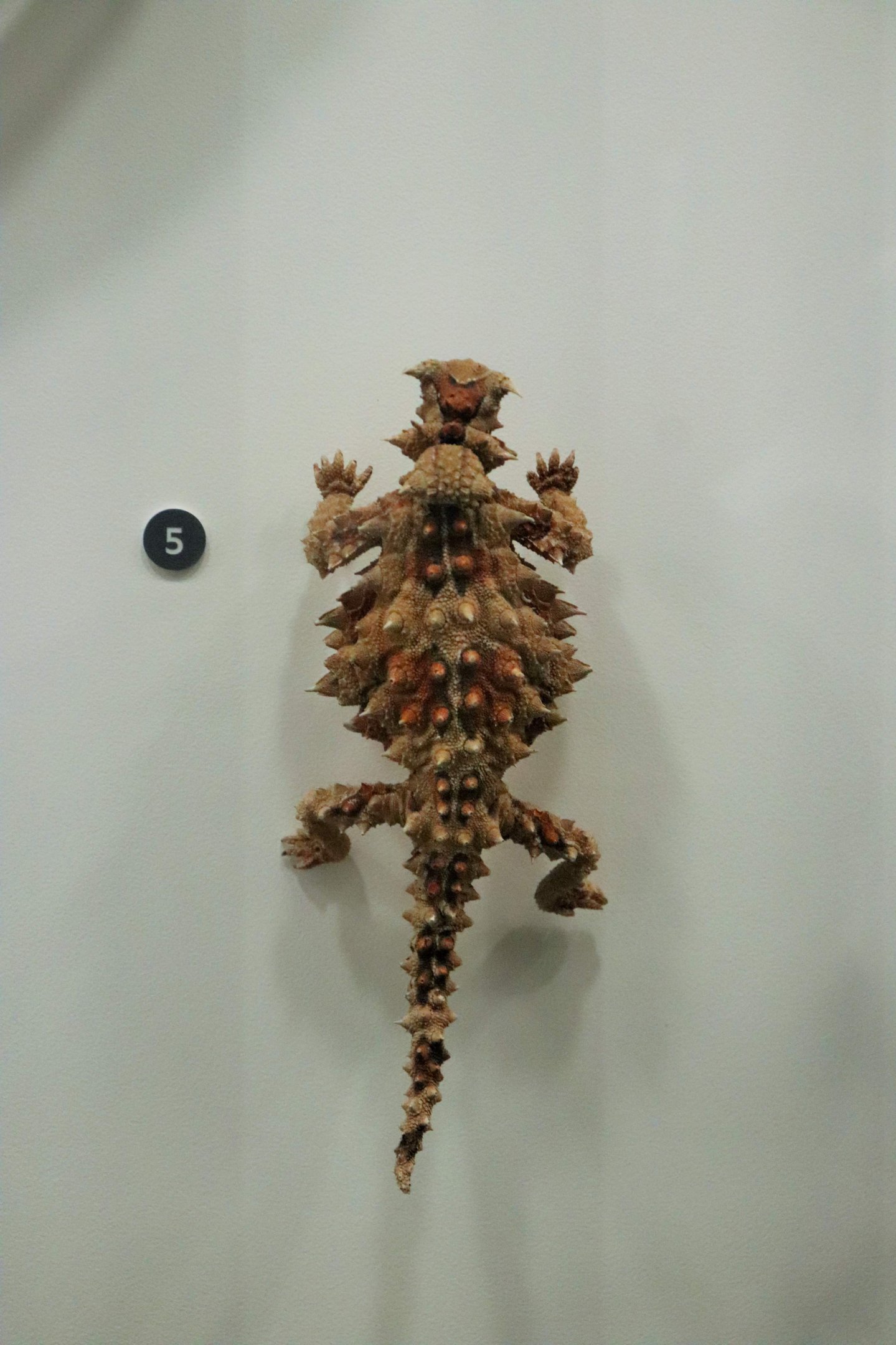 Thorny Devil ( Moloch horridus)