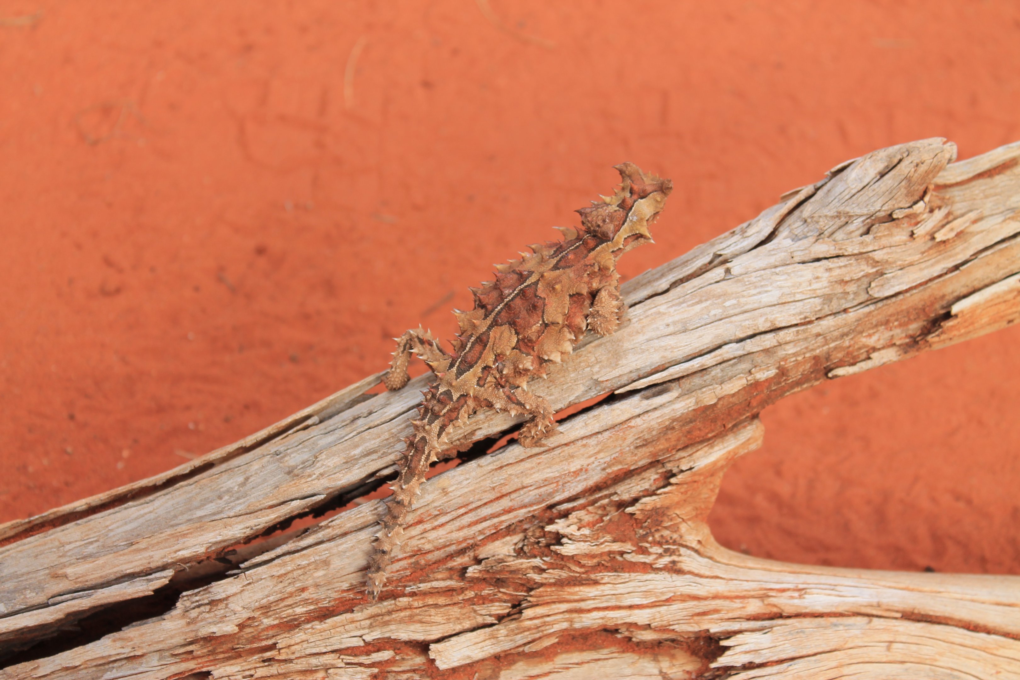 Thorny Devil (Moloch horridus)