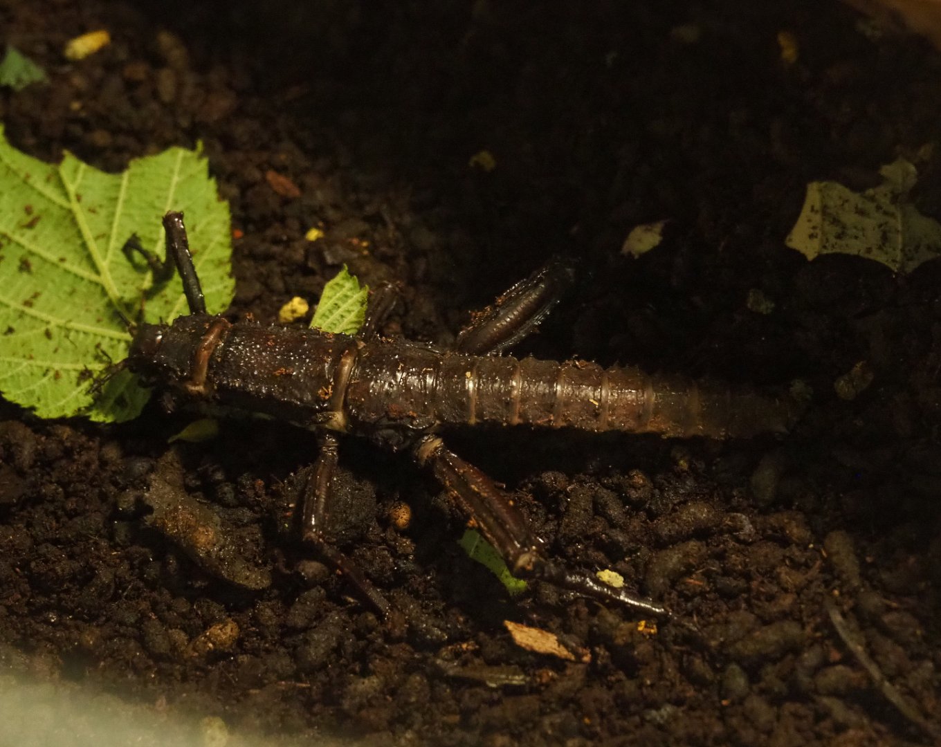 Thorny devil stick insect (Eurycantha calcarata), 2019-06-01