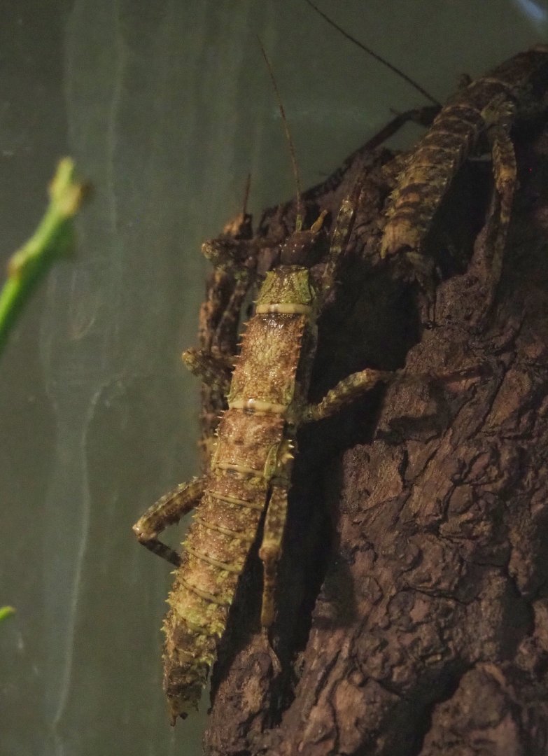 Thorny devil stick insect (Eurycantha calcarata), 2021-07-20
