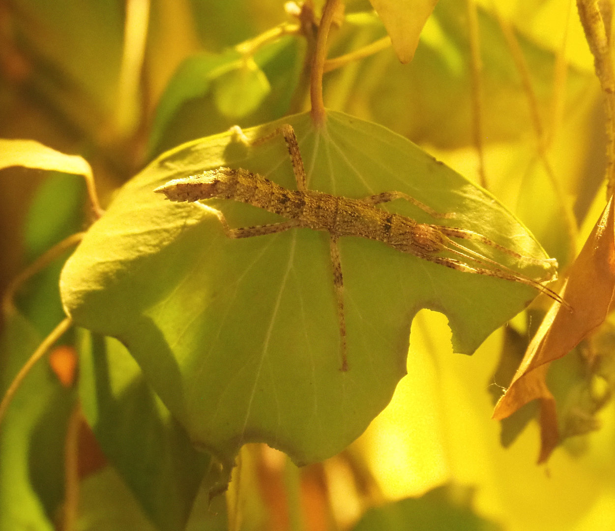 Thorny devil stick insect (Eurycantha calcarata), 2022-05-28