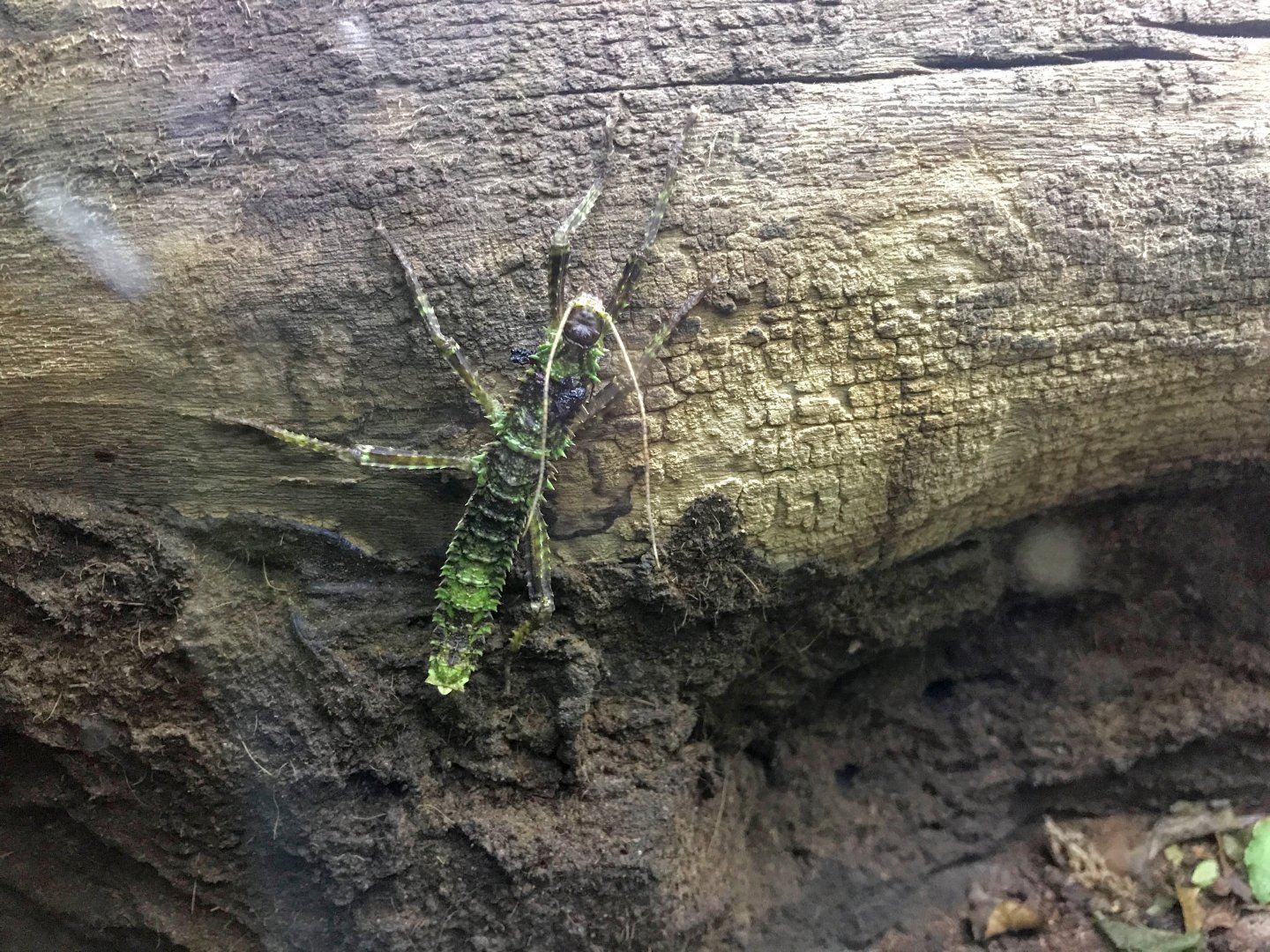 Thorny Devil Stick Insect