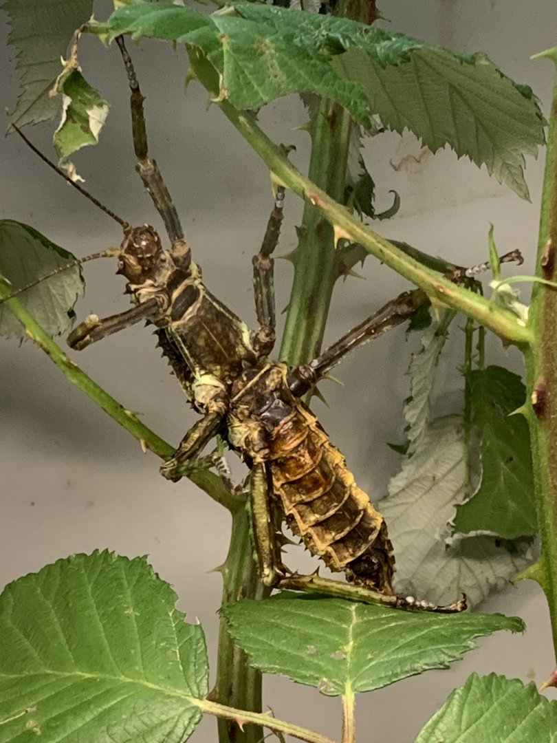 Thorny devil stick insect