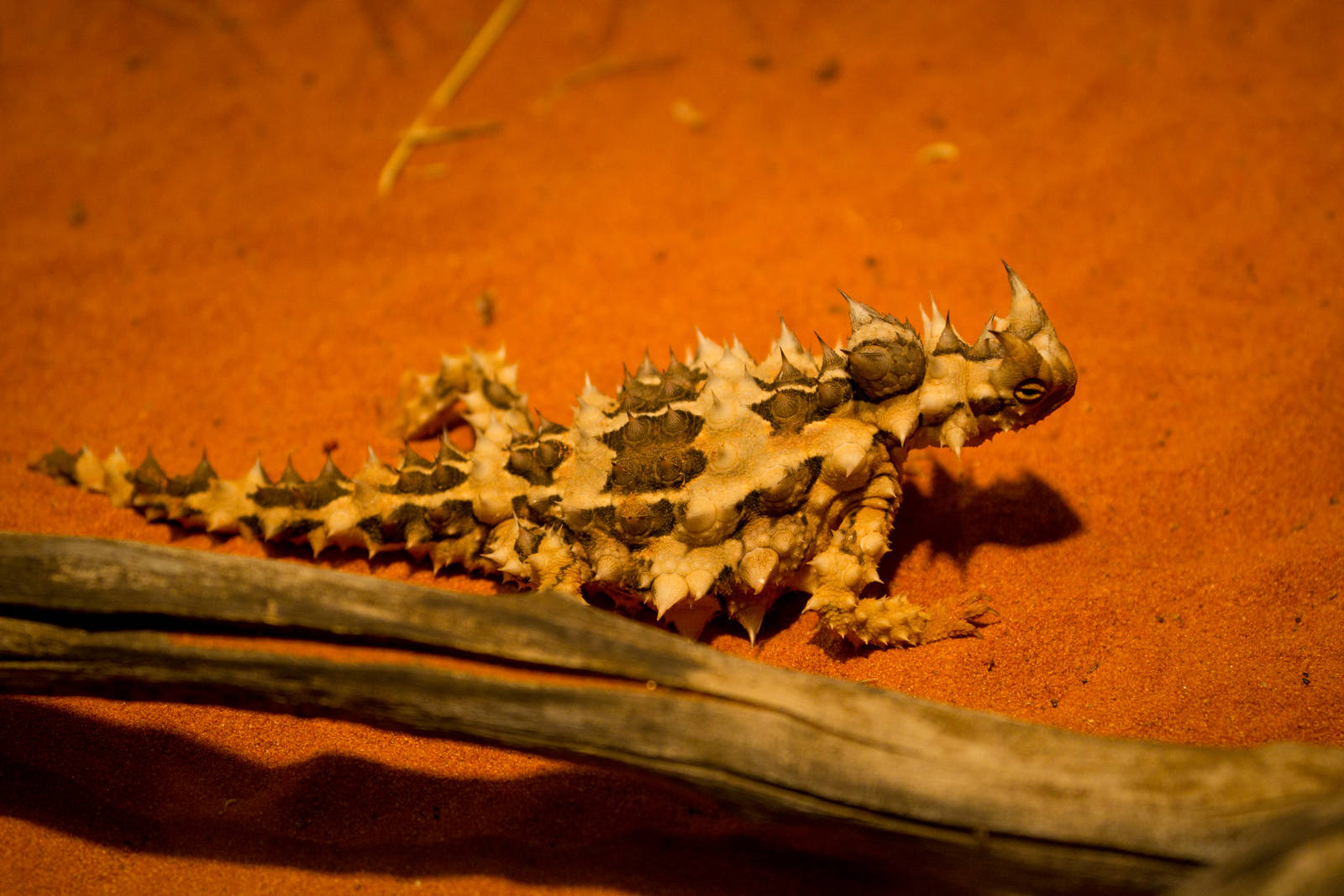 Thorny Devil