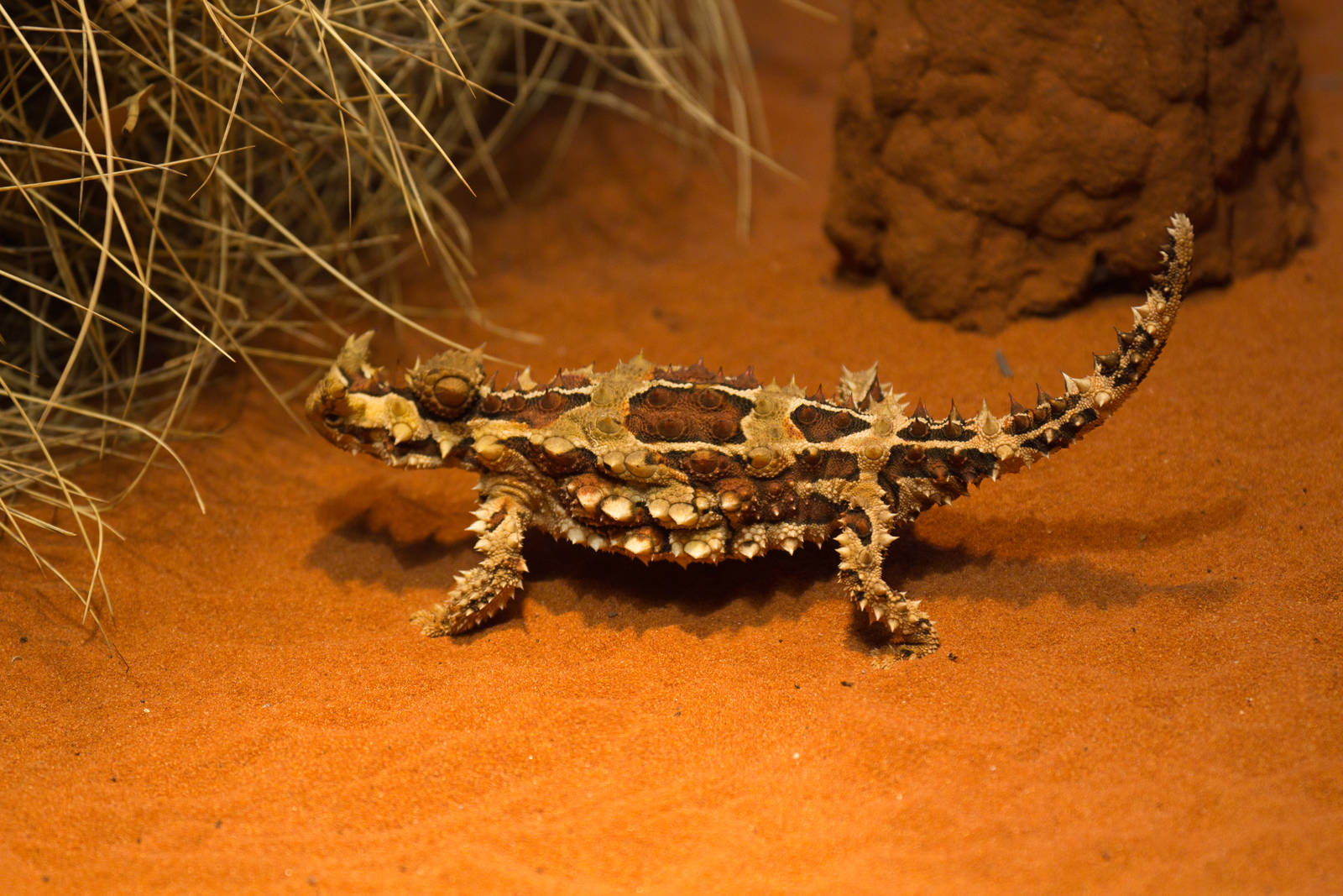 Thorny Devil