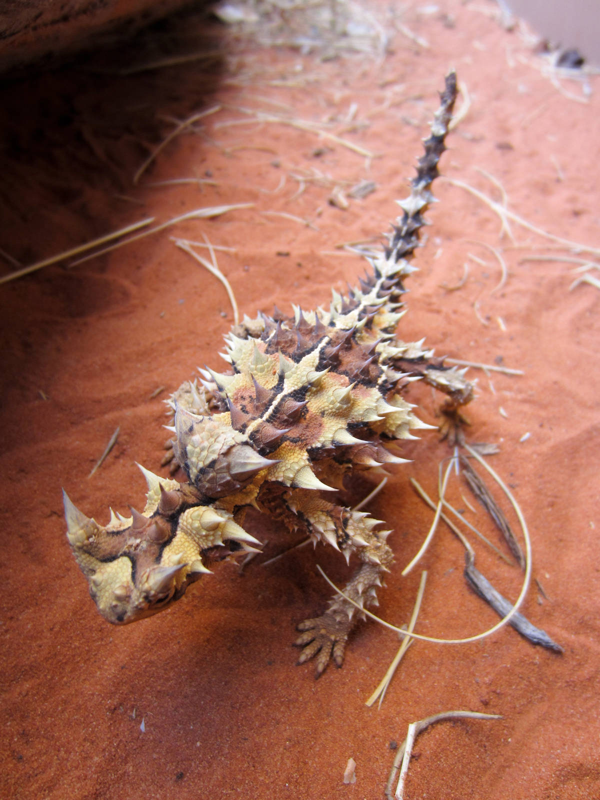Thorny Devil