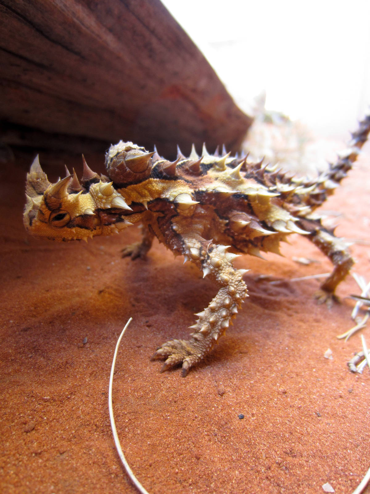 Thorny Devil