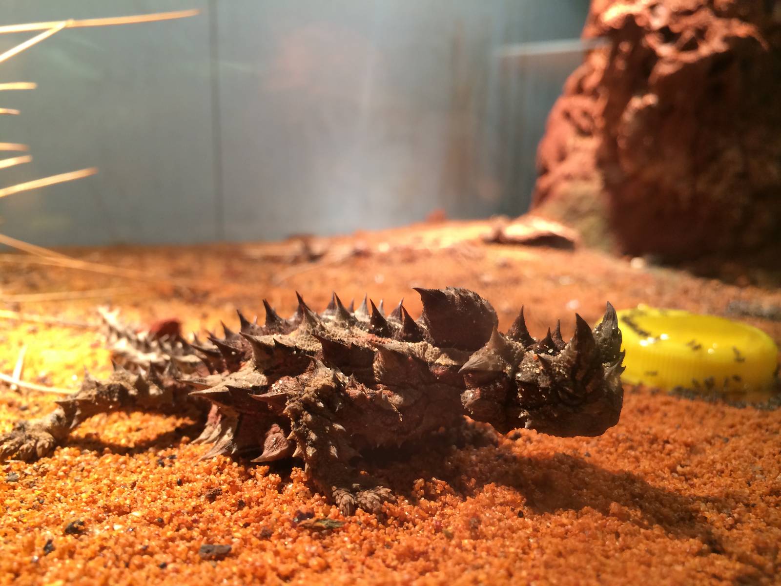 Thorny Devil