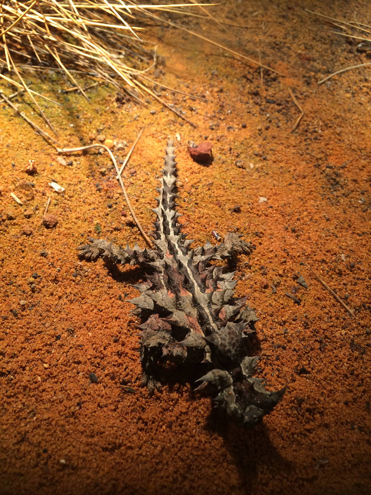 Thorny Devil
