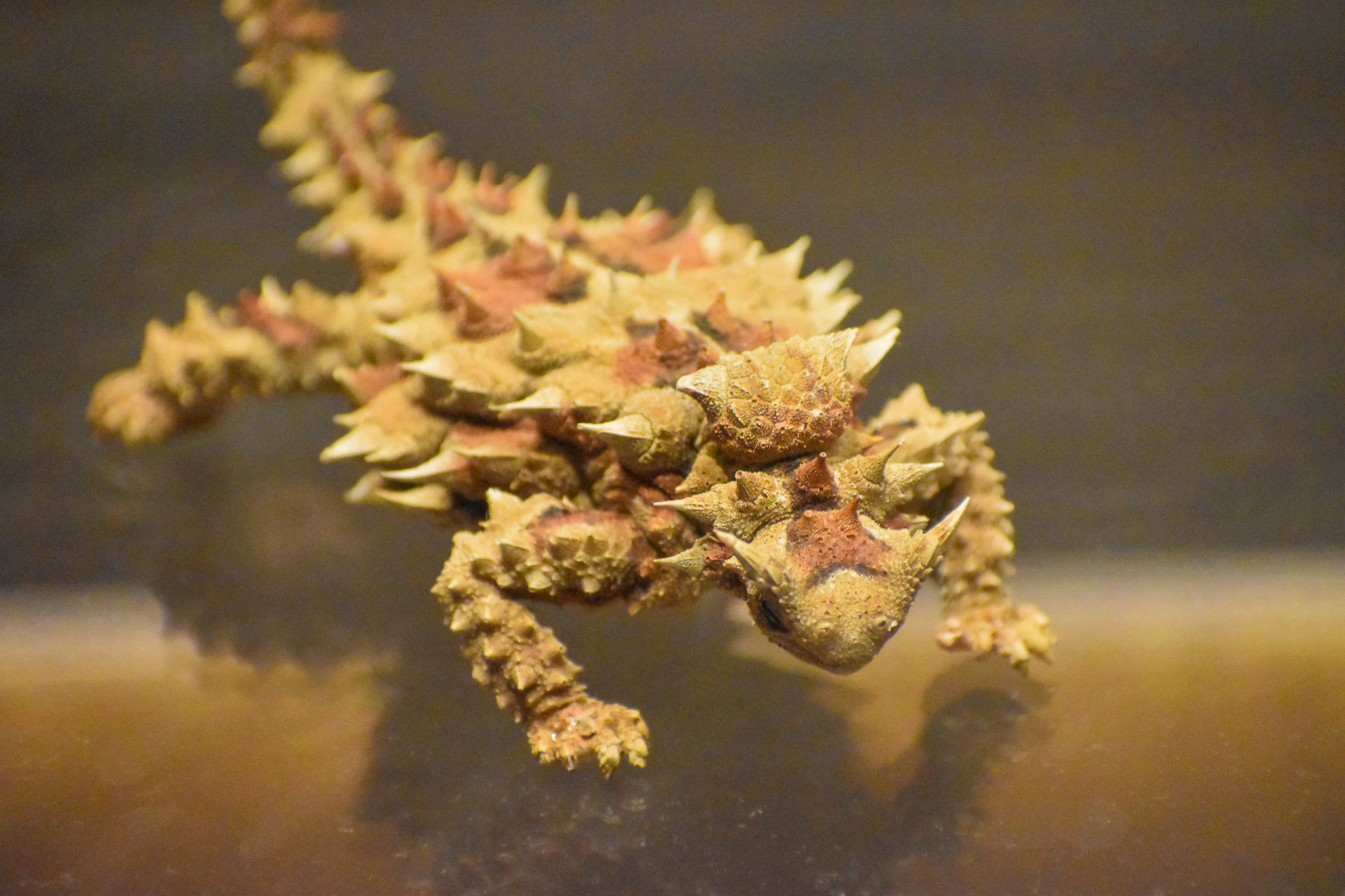 Thorny Devil