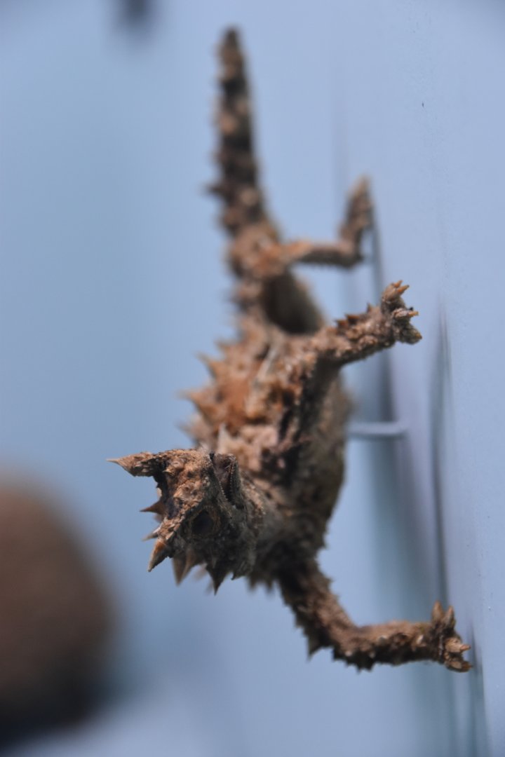 Thorny devil